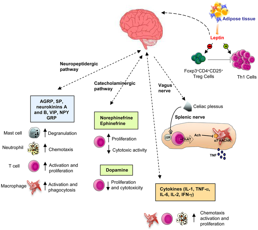 https://www.researchgate.net/figure/Schematic-representation-of-the-CNS-immune-system-crosstalk-There-are-bi-directional_fig1_261957269