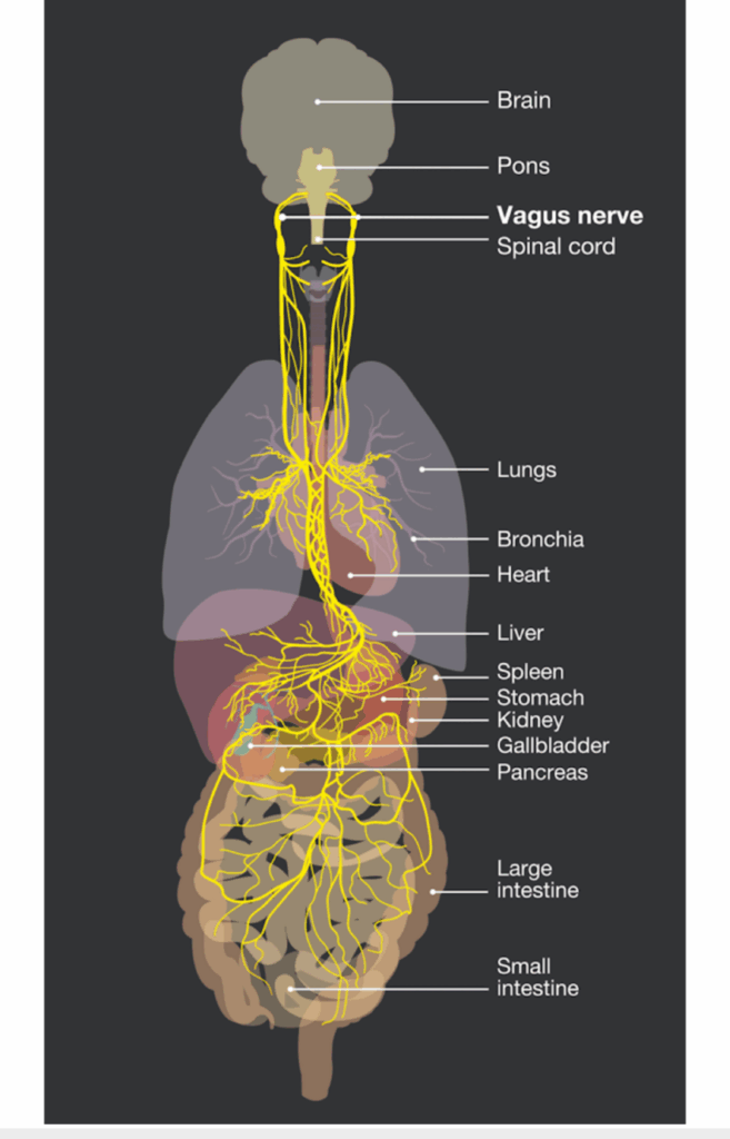 https://www.researchgate.net/figure/Distribution-of-the-vagus-nerve-The-vagus-nerve-follows-a-complex-course-throughout-the_fig2_393891251